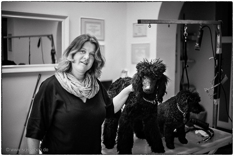 hundesalon city dogs